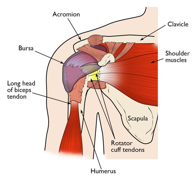 Cedera Rotator Cuff Penyebab Gejala Dan Cara Mengobatinya Sfidn Science From Indonesia 8391